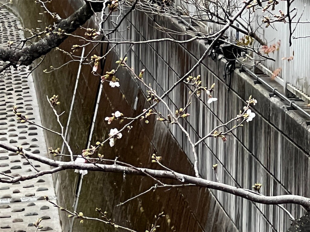 f:id:samso:20240328234659j:image