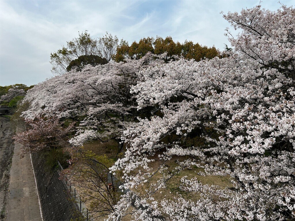 f:id:samso:20240411224832j:image