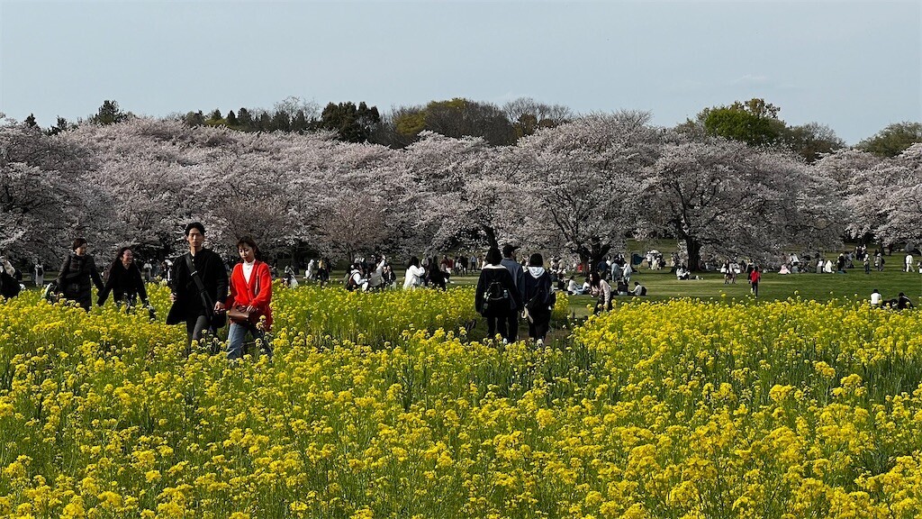 f:id:samso:20240411224854j:image