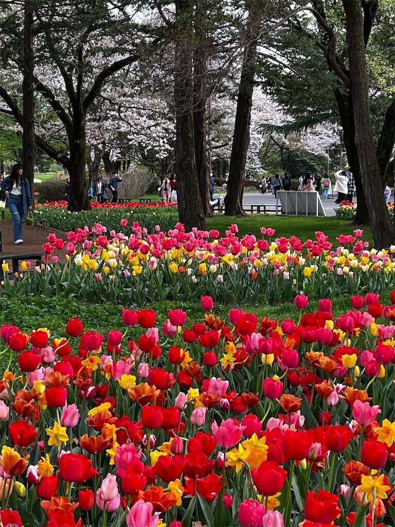 f:id:samso:20240411225011j:image