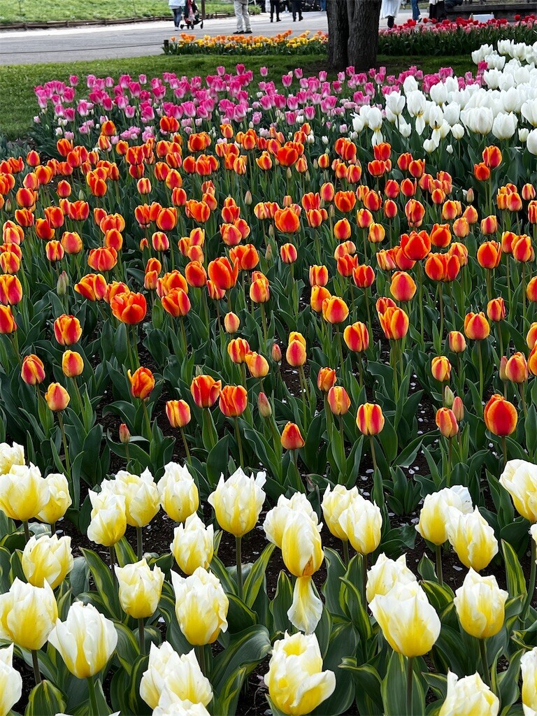 f:id:samso:20240411225014j:image