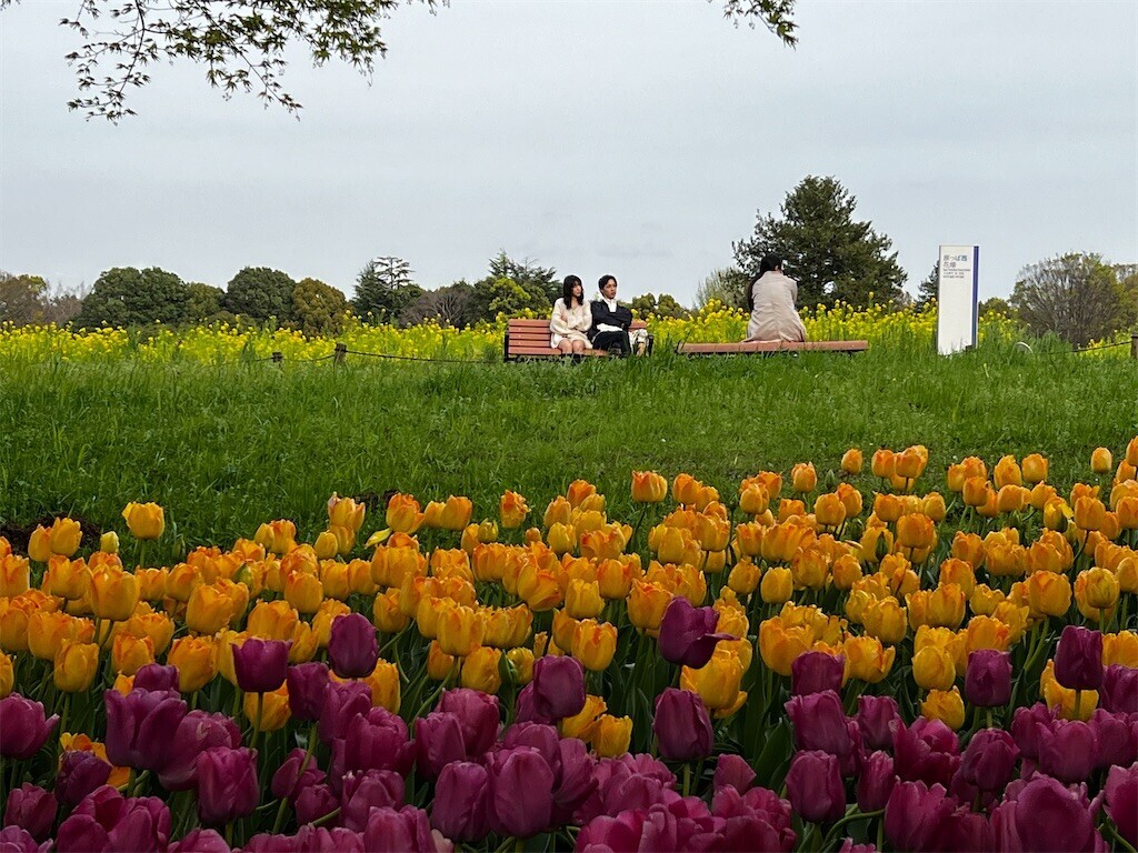 f:id:samso:20240411225018j:image