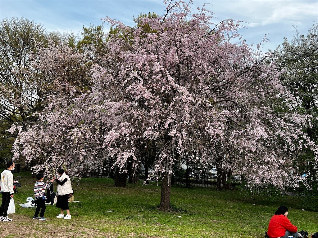 f:id:samso:20240411225040j:image