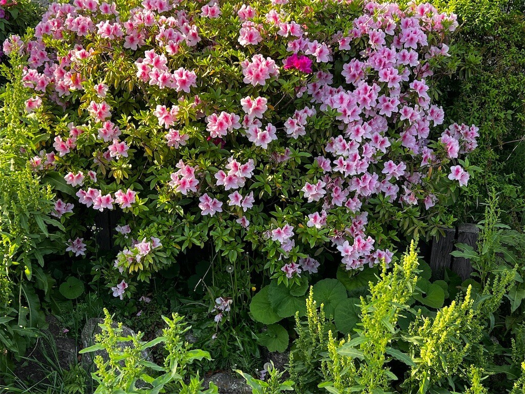 f:id:samso:20240419225820j:image