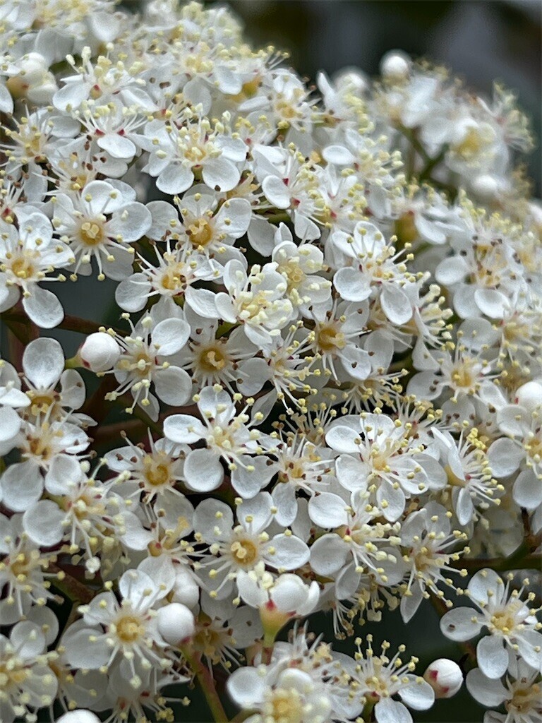 f:id:samso:20240423205630j:image