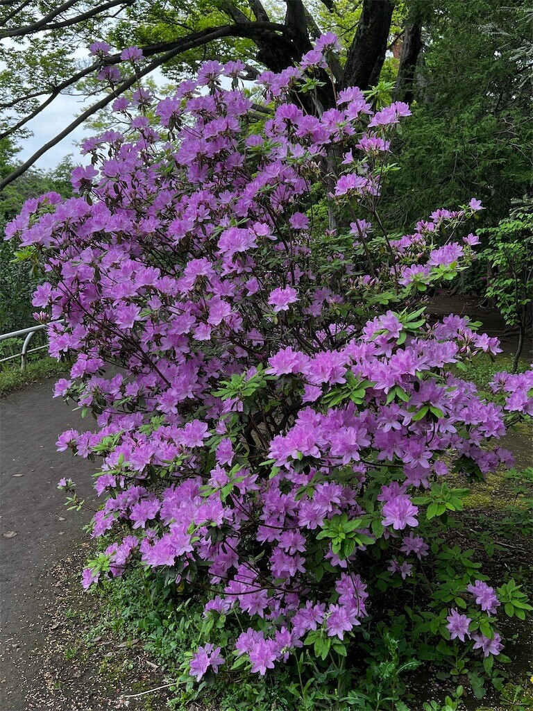 f:id:samso:20240426200455j:image