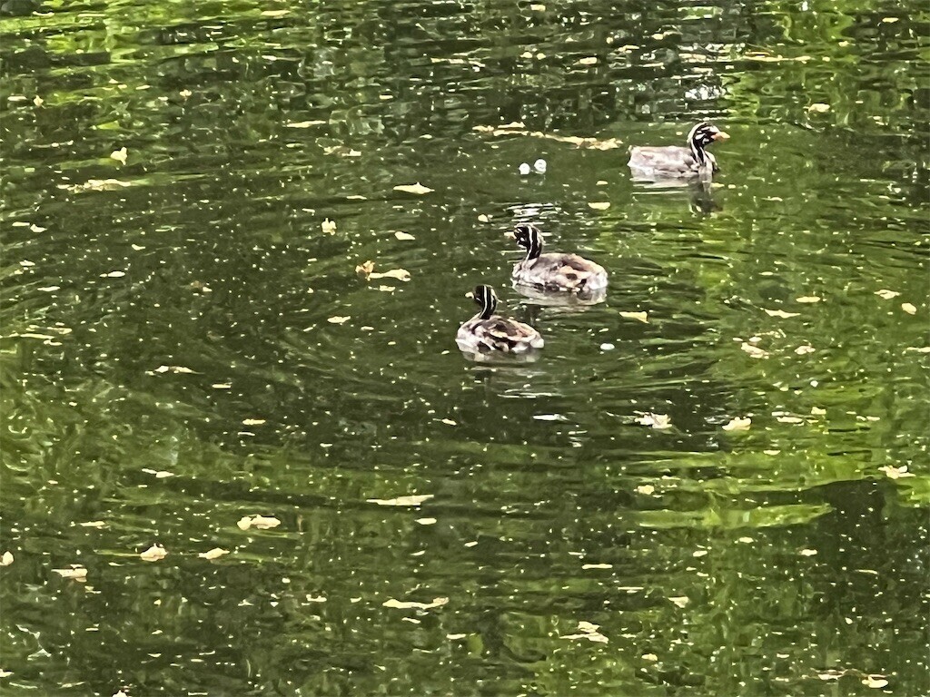 f:id:samso:20240426200458j:image