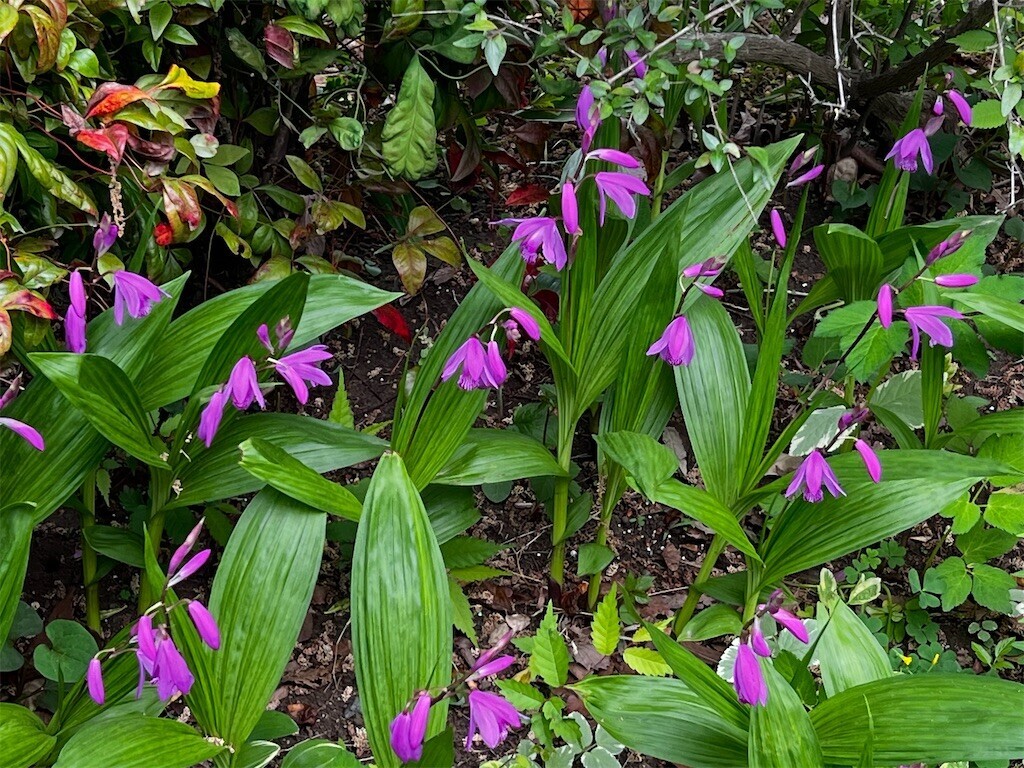 f:id:samso:20240429221606j:image