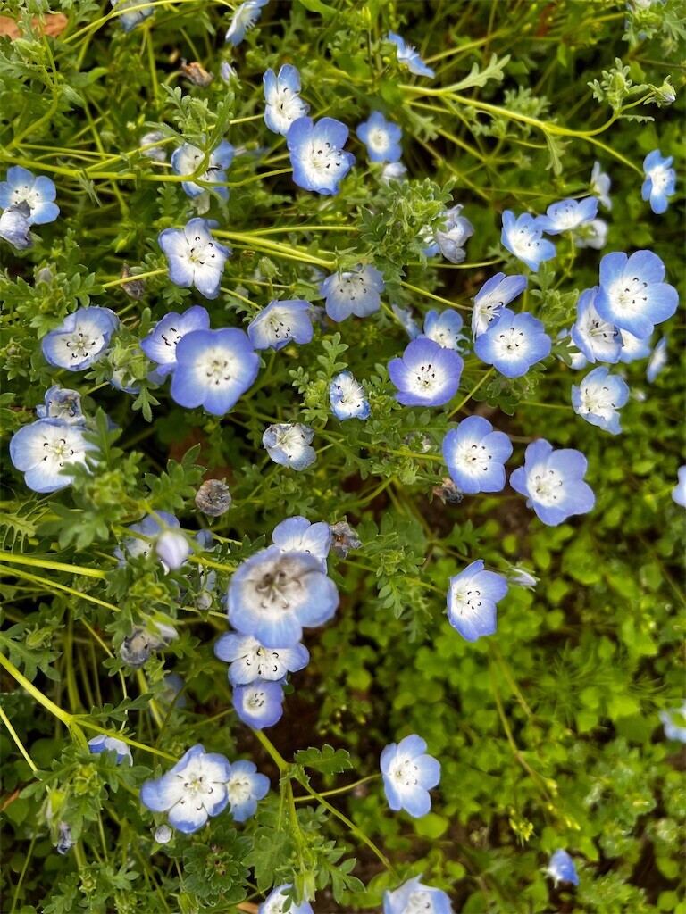 f:id:samso:20240429221611j:image