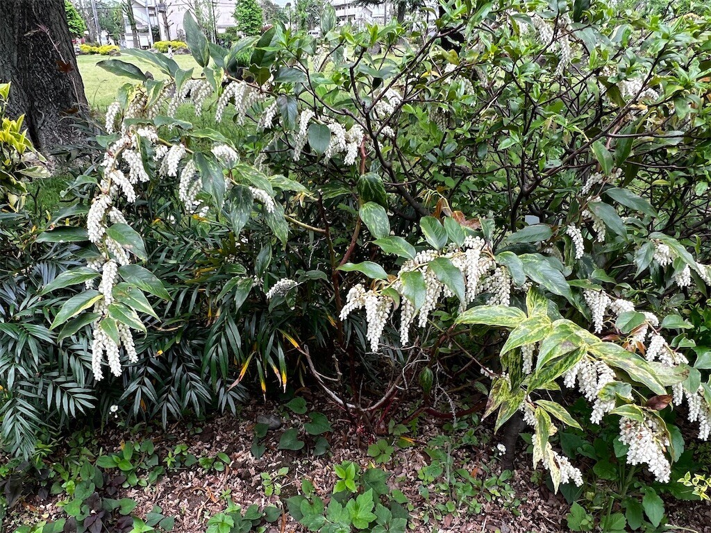 f:id:samso:20240429221616j:image