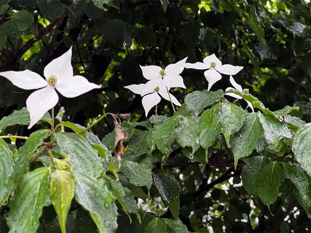 f:id:samso:20240513211826j:image f:id:samso:20240513211826j:image