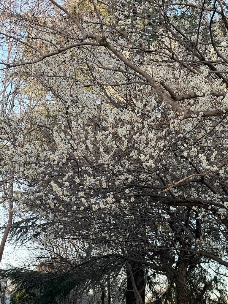 f:id:samso:20250213213957j:image