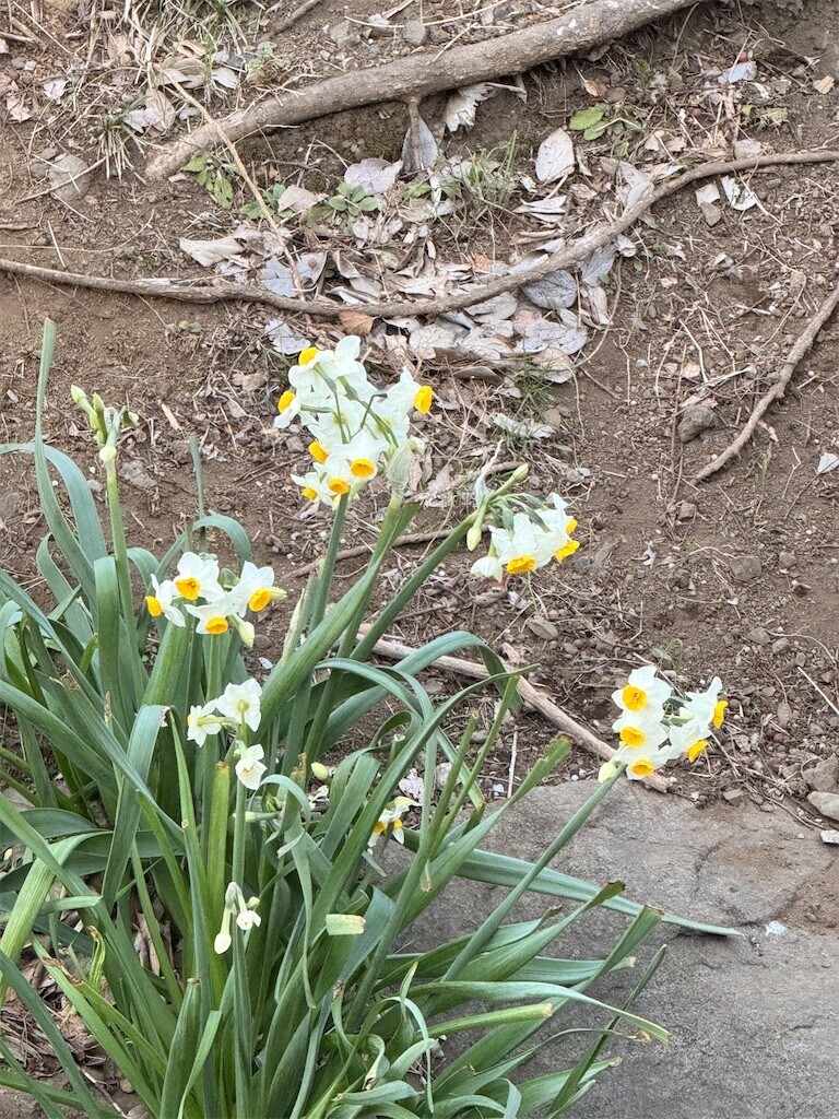 f:id:samso:20250220205222j:image