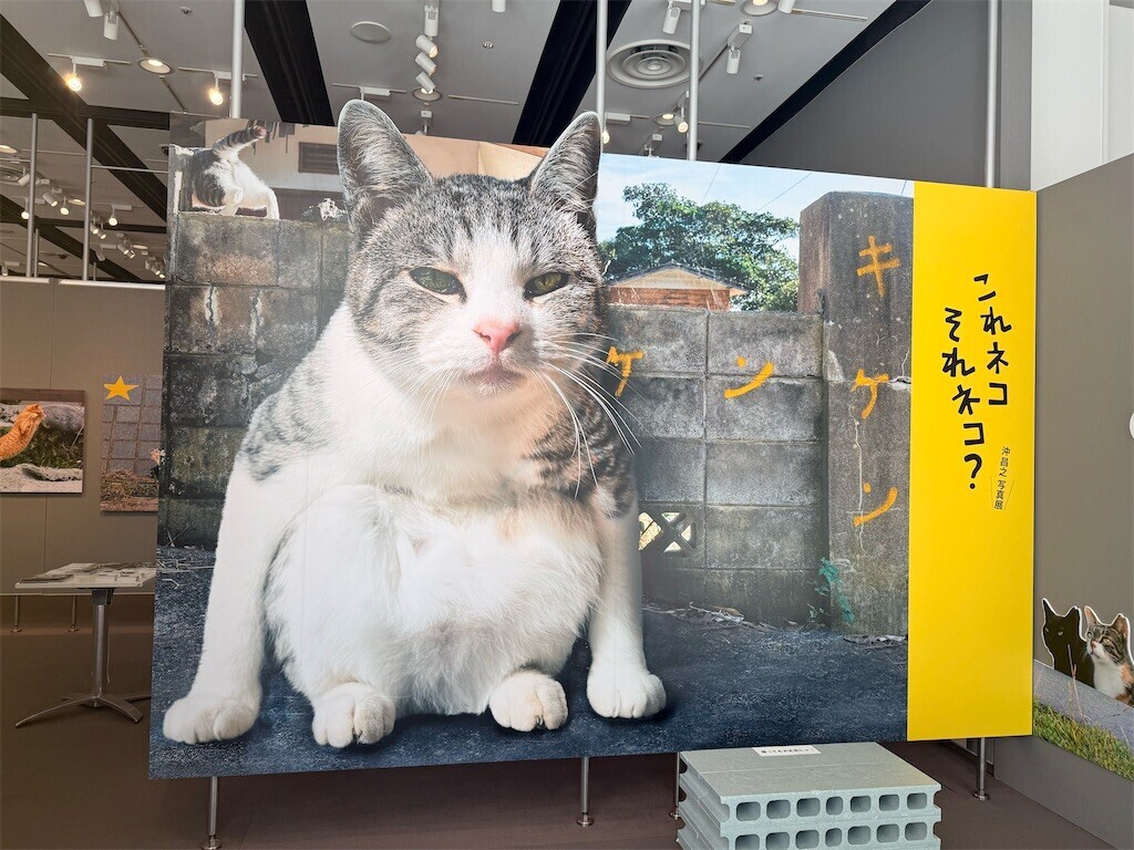 f:id:samso:20250225211652j:image