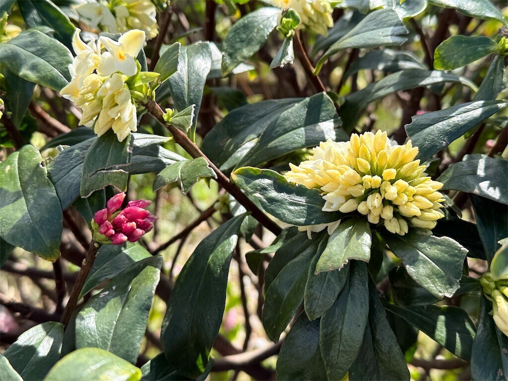 f:id:samso:20250309212709j:image