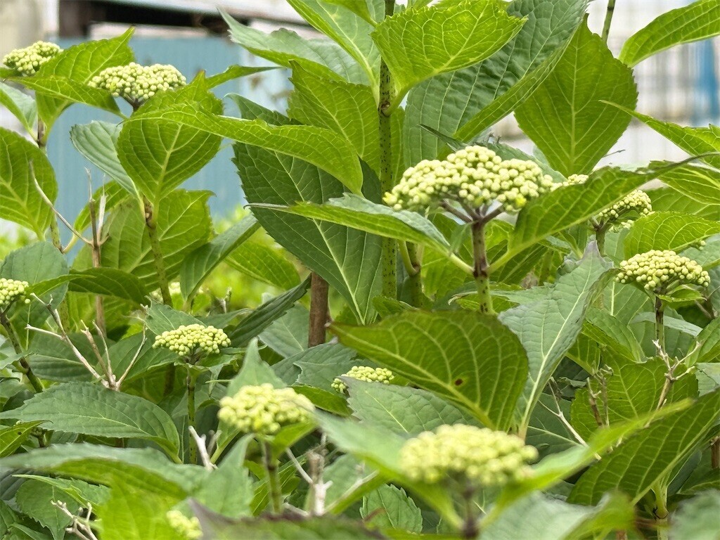 f:id:samso:20250511215313j:image