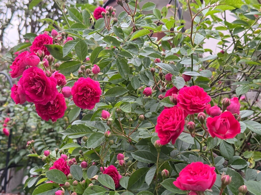 f:id:samso:20250511215320j:image