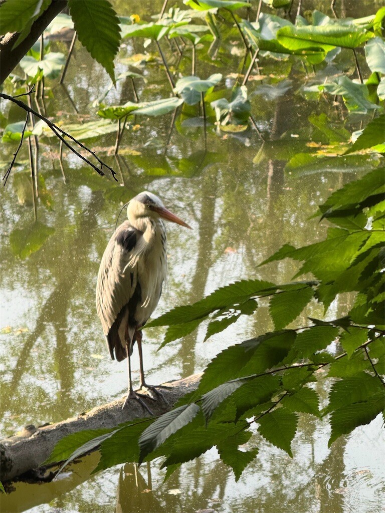 f:id:samso:20250520213640j:image