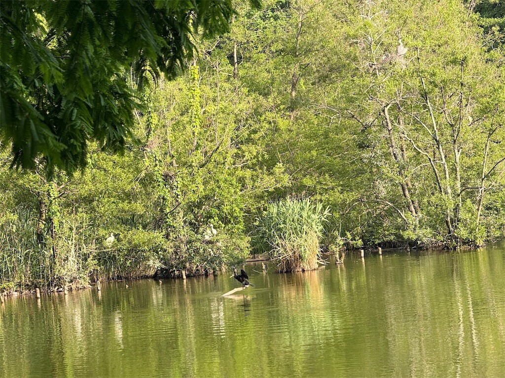 f:id:samso:20250520213643j:image