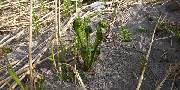 砂地から6本ほどまとまって伸びているこごみ