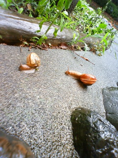 f:id:samuraiRed:20090605110400j:image