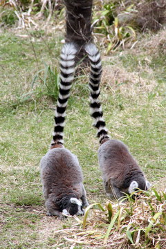 f:id:samuraiRed:20110506142241j:image