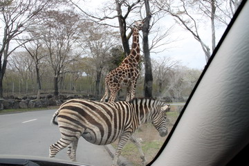 f:id:samuraiRed:20110506153653j:image