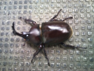 f:id:samuraiRed:20120812184639j:image