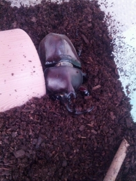 f:id:samuraiRed:20130707162956j:image