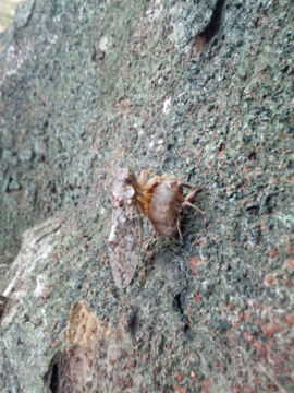 f:id:samuraiRed:20130720085211j:image