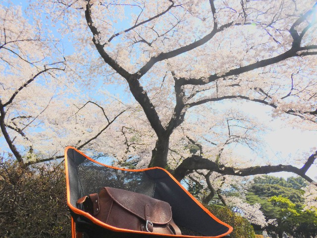 桜】新宿御苑で桜満開のチェアリングが最高！ - チェア活！〜チェア  