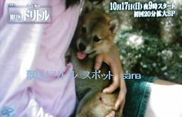 f:id:sanahanna:20101010223316j:image