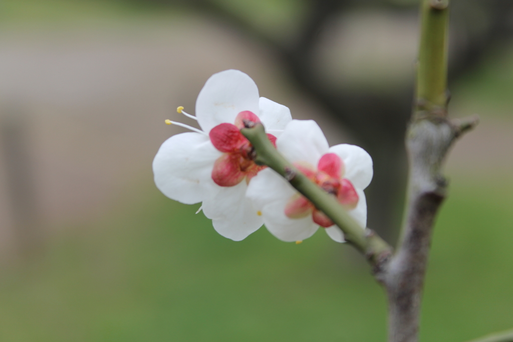 f:id:sanaming009:20160306124607j:plain f:id:sanaming009:20160306124607j:plain