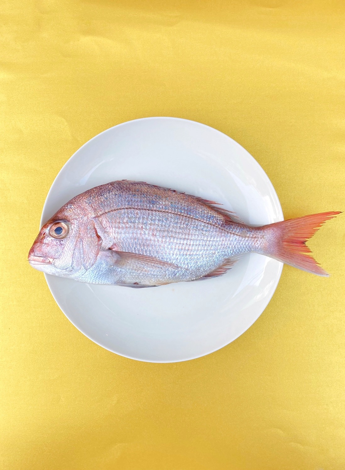 魚言葉は 宿命 さぼてん食堂のさぼってへんよ