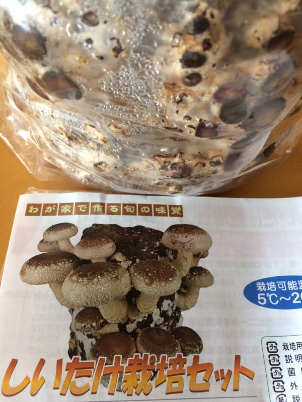 f:id:sanaxk:20170209105102j:image