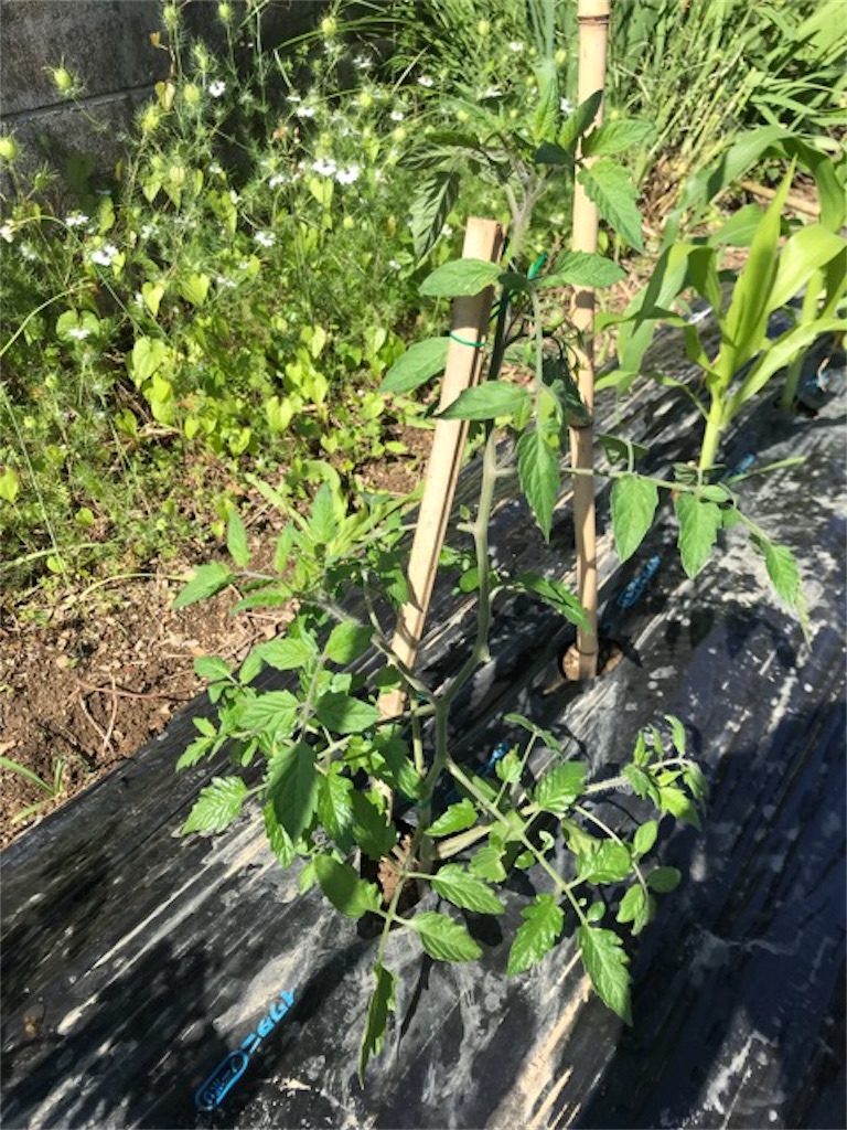畑 夏野菜の世話 子連れハンター