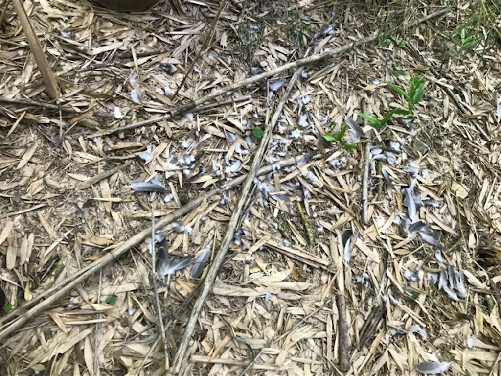 f:id:sanbikitoossan:20180717120828j:image