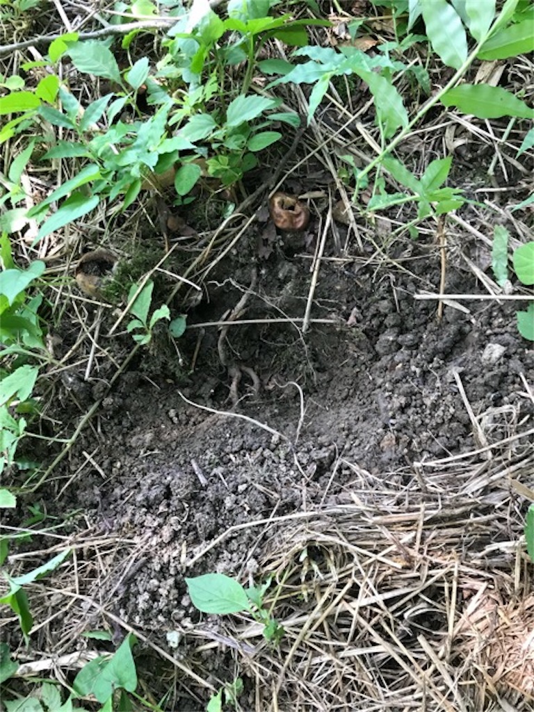 f:id:sanbikitoossan:20180717120927j:image