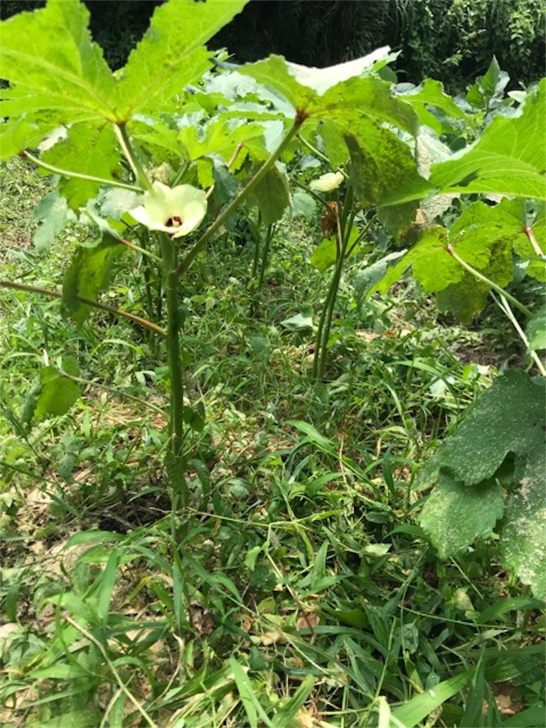 f:id:sanbikitoossan:20180717121205j:image