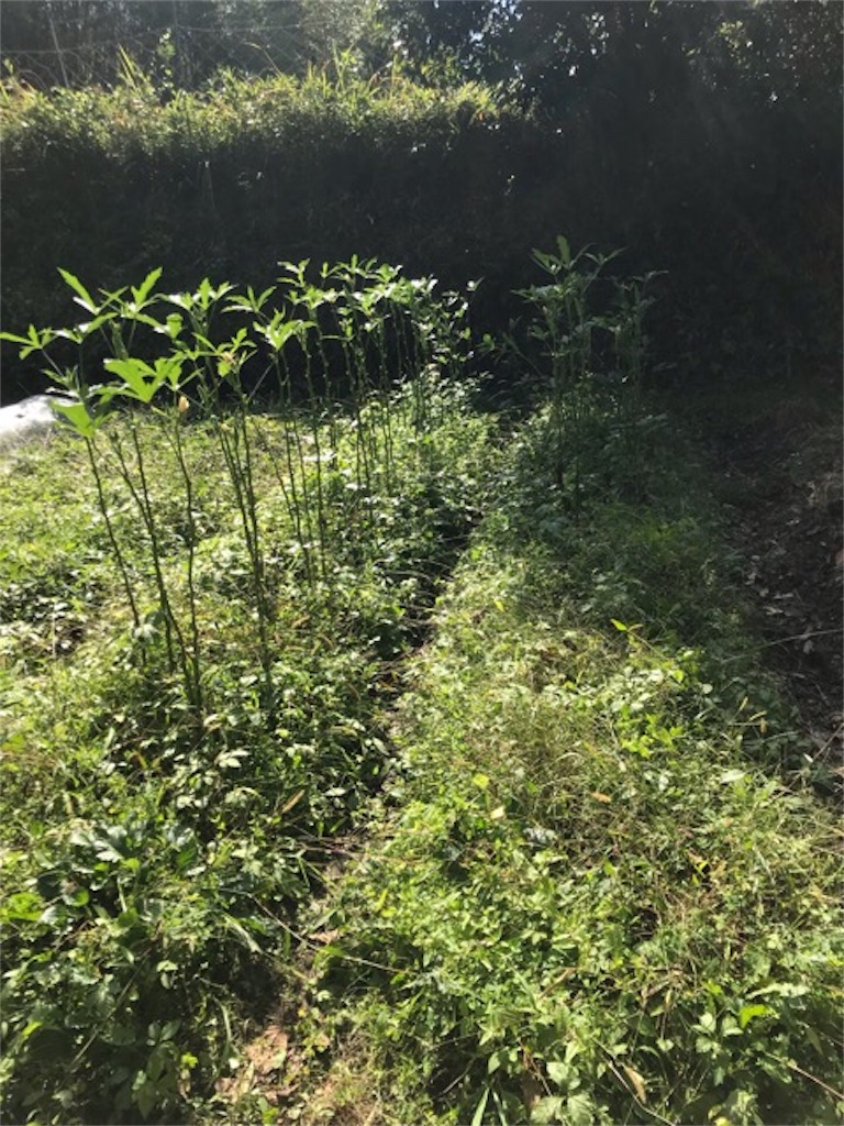 f:id:sanbikitoossan:20181028172731j:image