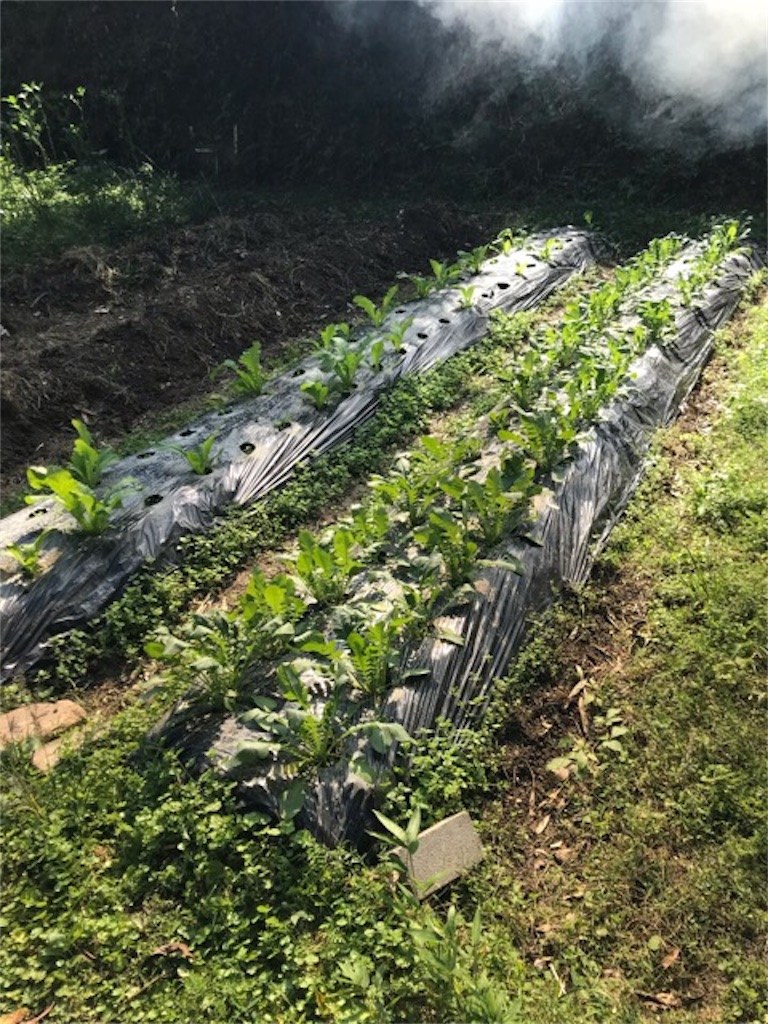 f:id:sanbikitoossan:20181028172848j:image