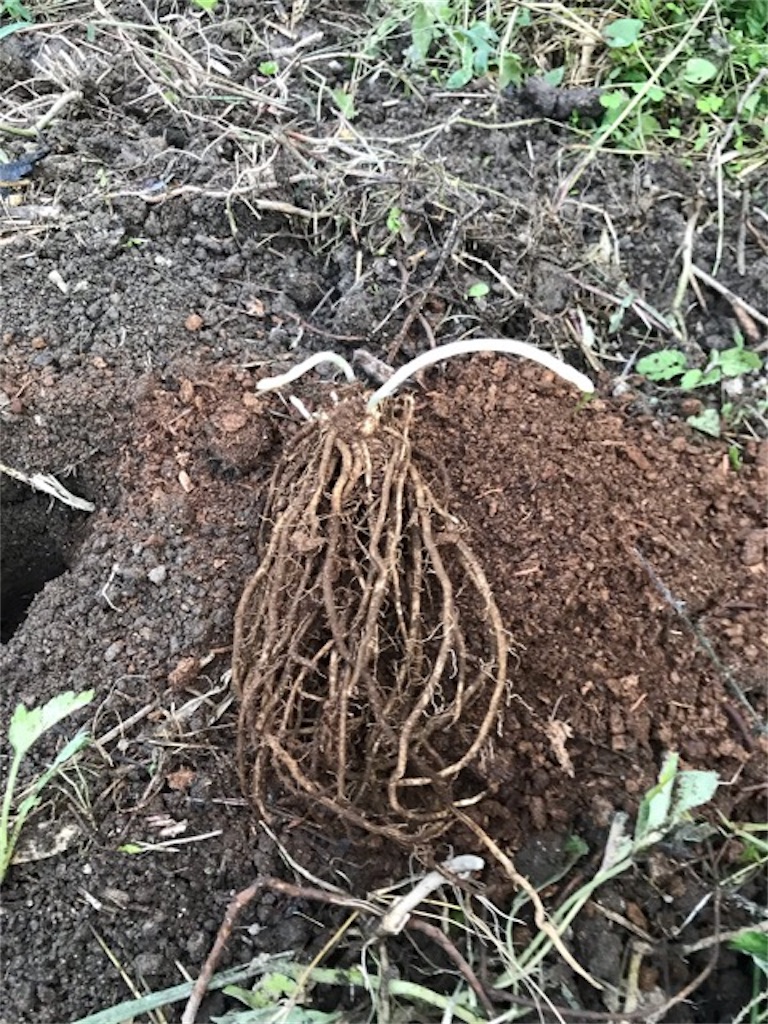 f:id:sanbikitoossan:20181028173122j:image