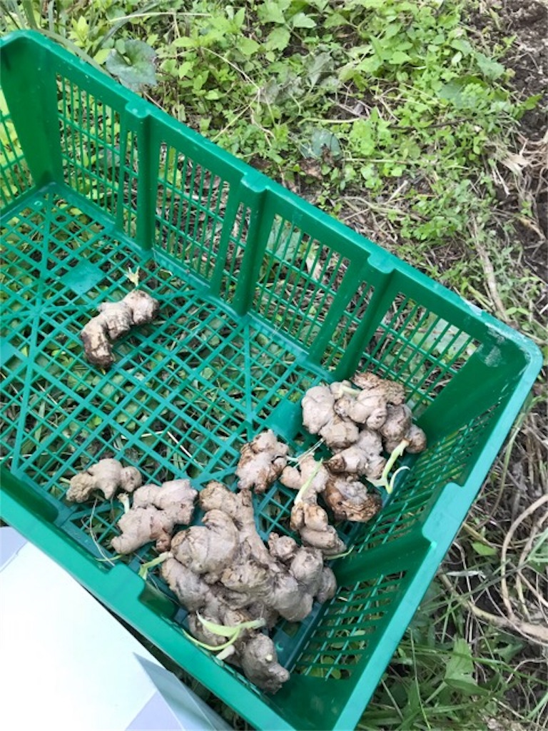 f:id:sanbikitoossan:20181028173214j:image