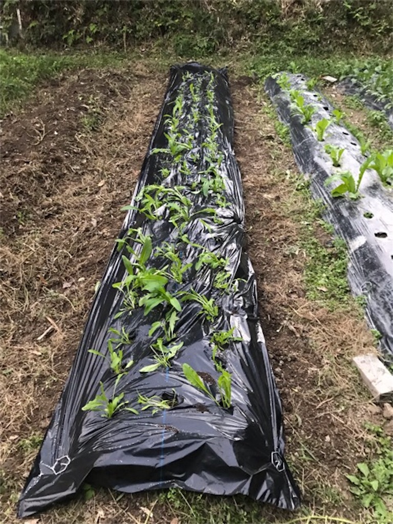 f:id:sanbikitoossan:20181028173421j:image