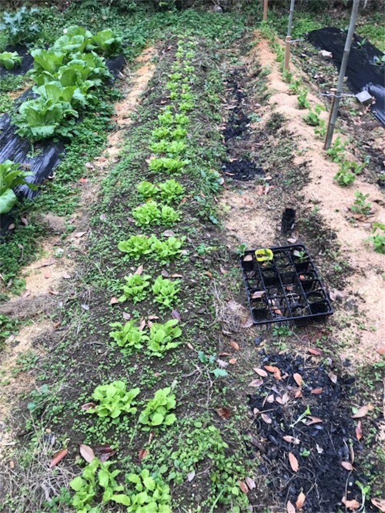 f:id:sanbikitoossan:20181216175118j:image