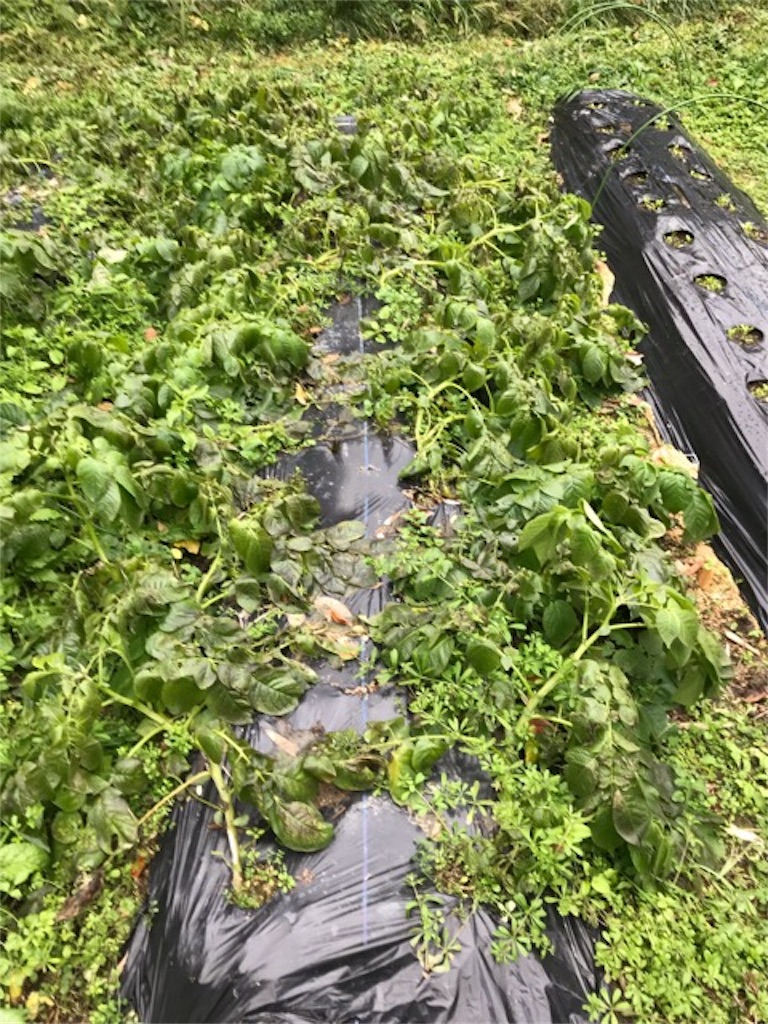 f:id:sanbikitoossan:20181216175133j:image