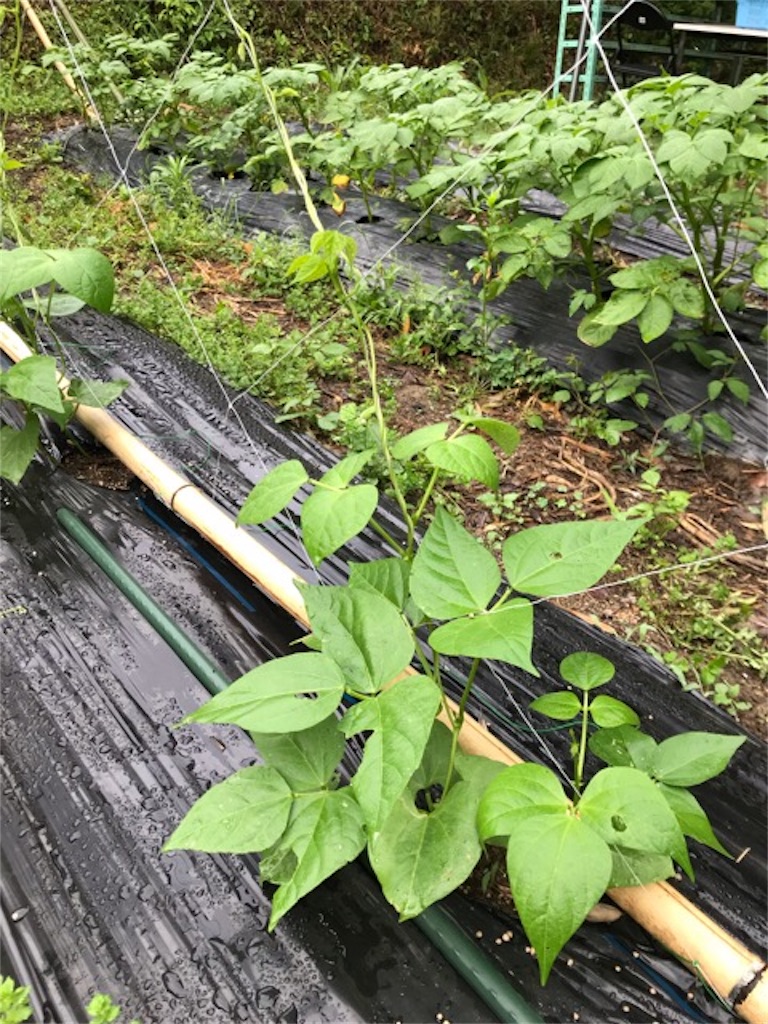 f:id:sanbikitoossan:20190602080133j:image