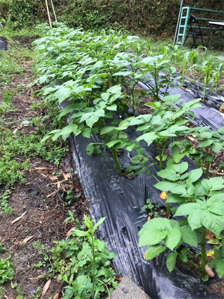 f:id:sanbikitoossan:20190602080136j:image