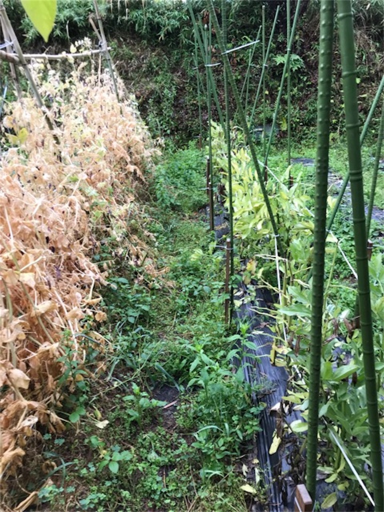 f:id:sanbikitoossan:20190602080156j:image