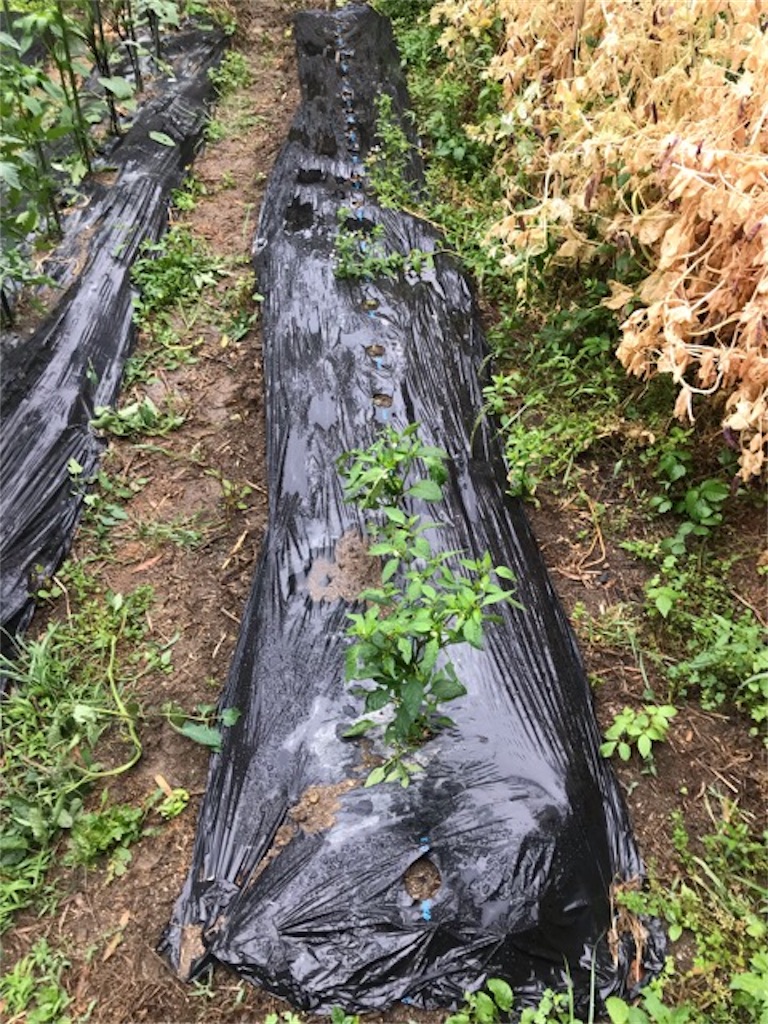 f:id:sanbikitoossan:20190602080203j:image